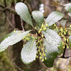 Elaeocarpus hookerianus
