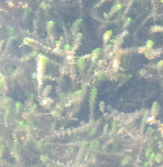 Myriophyllum triphyllum