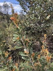 Banksia ornata