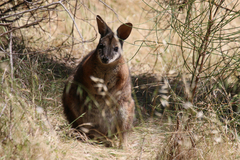 Notamacropus eugenii decres