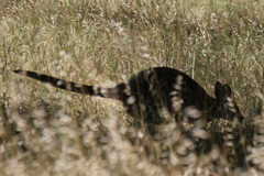 Notamacropus eugenii decres