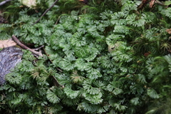 Hymenophyton