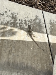 Sceloporus occidentalis
