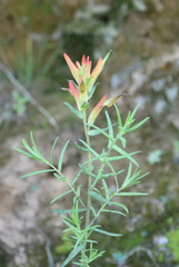 Castilleja integrifolia