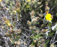 Pultenaea
