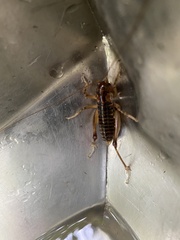 Hemiandrus pallitarsis