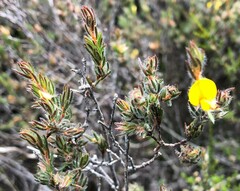 Pultenaea