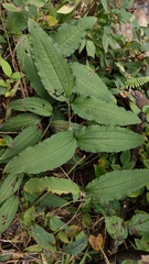 Smilax riparia