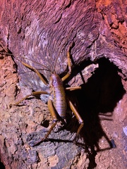 Deinacrida heteracantha