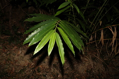 Alpinia caerulea