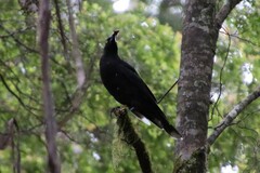 Strepera fuliginosa