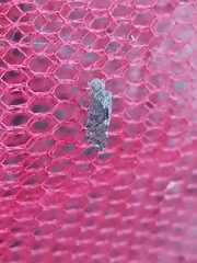 Nimbopsocus australis