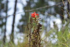 Castilleja scorzonerifolia