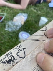 Tuberolachnus salignus