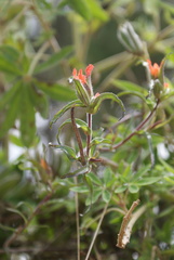 Castilleja scorzonerifolia