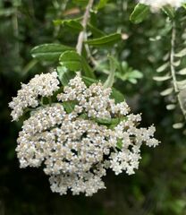 Ozothamnus cuneifolius