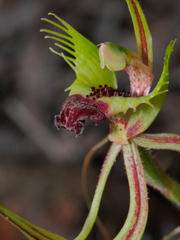 Caladenia attingens