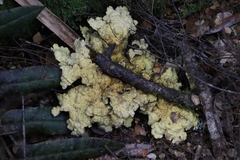 Yarrumia colensoi