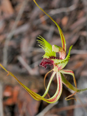Caladenia attingens