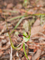 Caladenia attingens