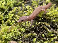 Sphaerodactylus glaucus