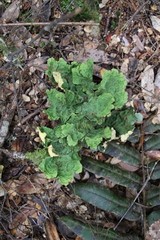 Yarrumia colensoi