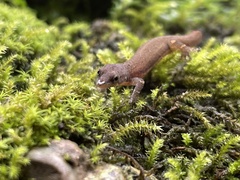 Sphaerodactylus glaucus