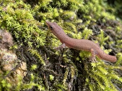 Sphaerodactylus glaucus