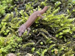 Sphaerodactylus glaucus