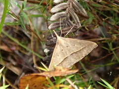Epidesmia hypenaria