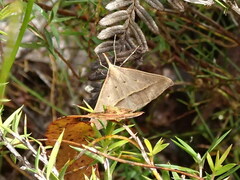 Epidesmia hypenaria