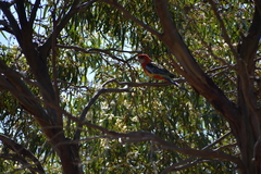 Platycercus elegans × eximius