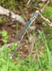 Austrolestes colensonis