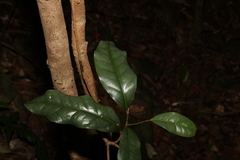 Beilschmiedia elliptica