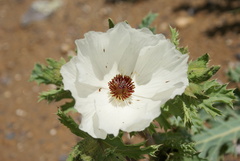 Argemone platyceras
