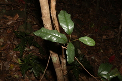 Beilschmiedia elliptica
