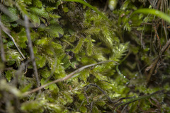 Brachythecium albicans