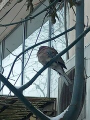 Streptopelia senegalensis