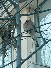 Streptopelia senegalensis