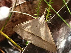 Epidesmia hypenaria