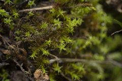 Syntrichia ruralis