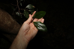 Pseudoweinmannia lachnocarpa