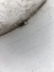 Hamataliwa grisea