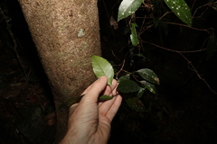 Pseudoweinmannia lachnocarpa