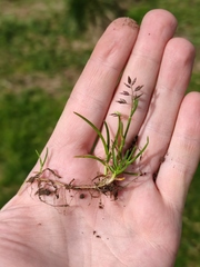 Poa supina