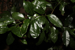 Endiandra compressa