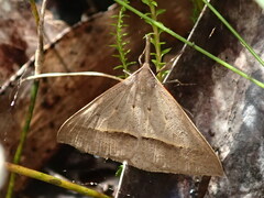 Epidesmia hypenaria