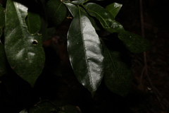 Endiandra compressa