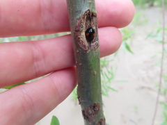 Chilocorus stigma