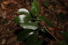 Endiandra compressa
